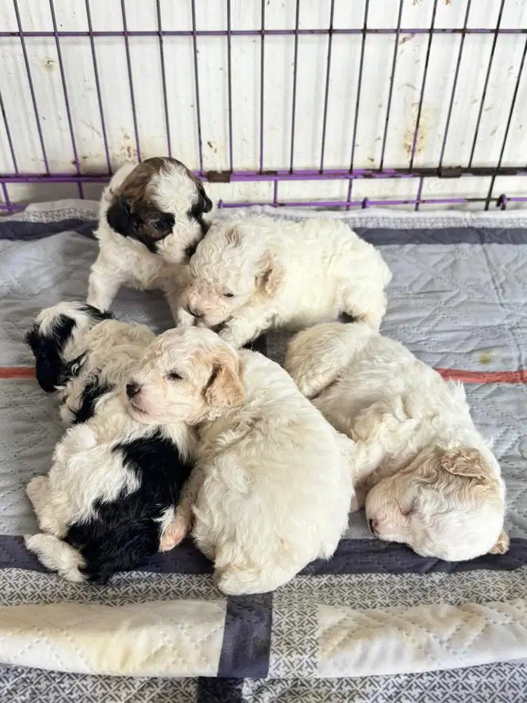 Toy poodle party color