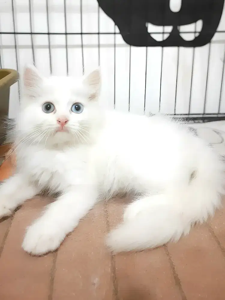 Kucing persia jantan odd eye