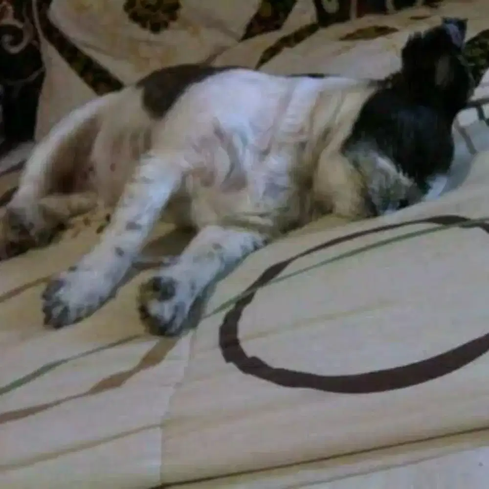 Menerima penitipan anjing khusus anjing trah kecil.