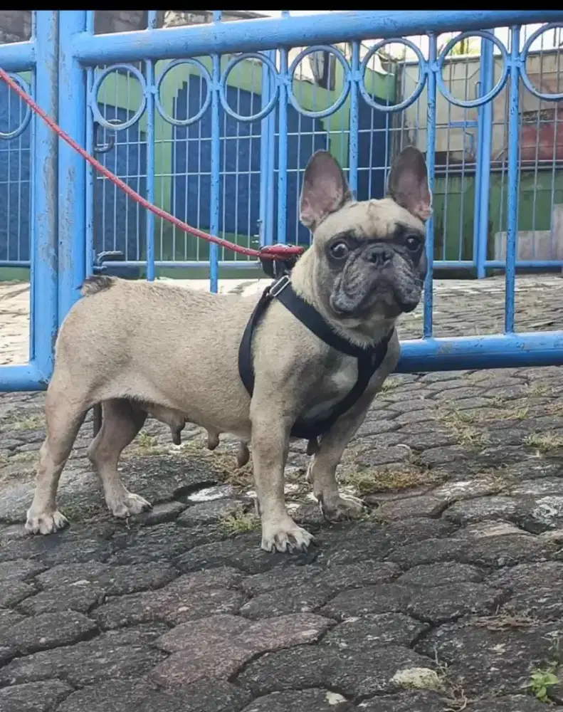 Dijual french bulldog/frenchie BETINA STB