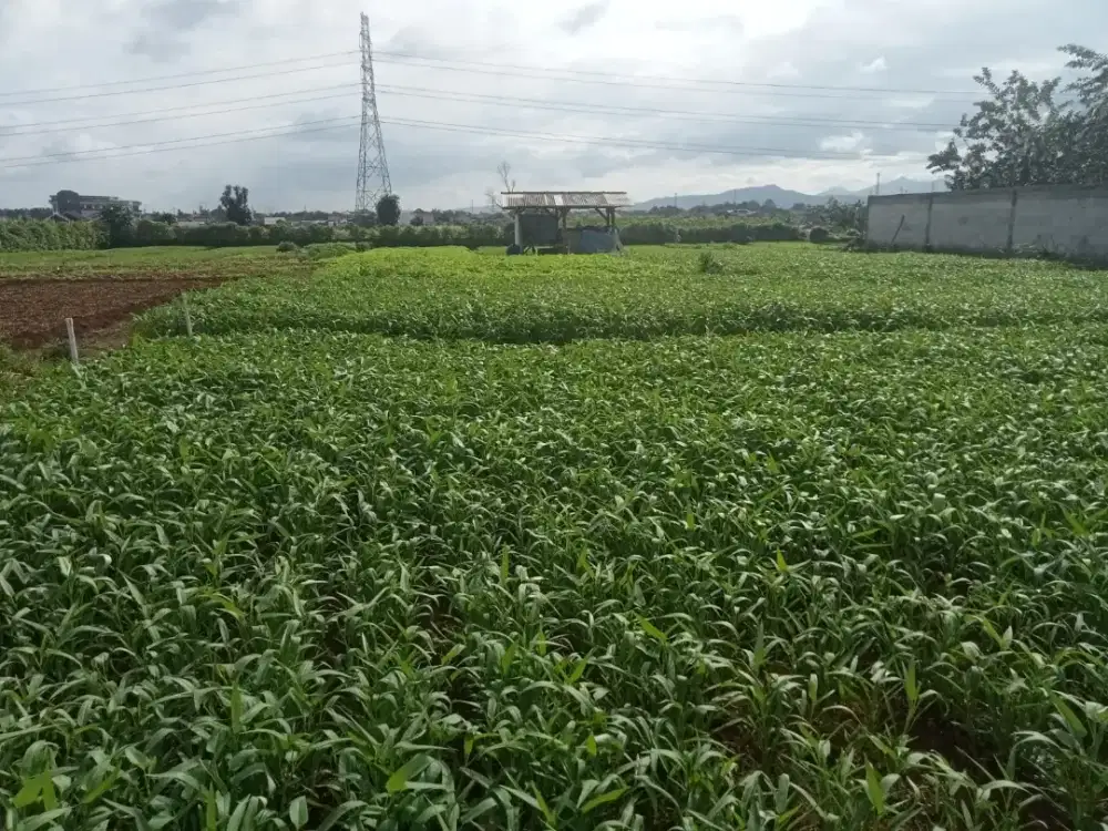 Tanah kebun siap di buat rumah