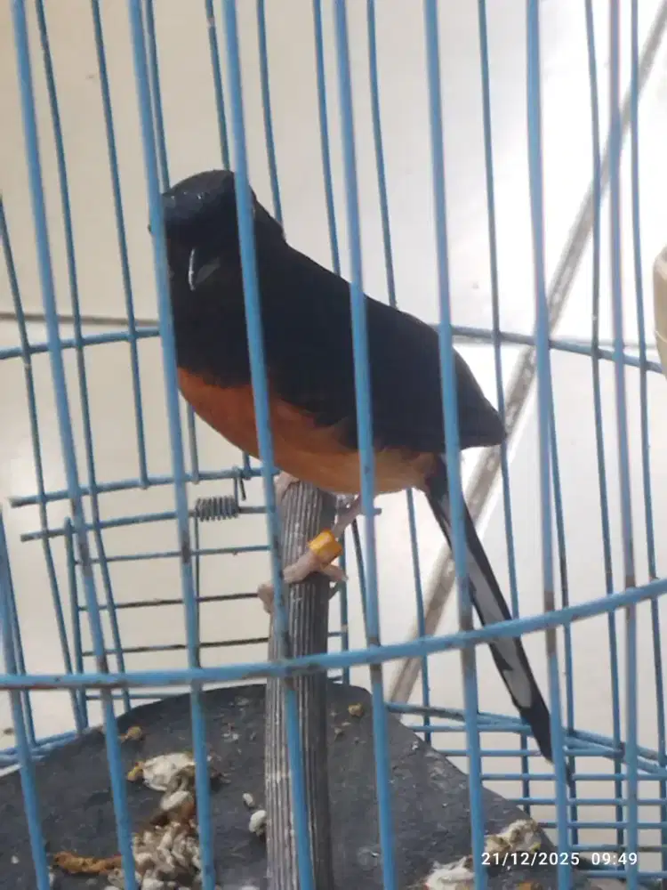 Murai betina pala hitam