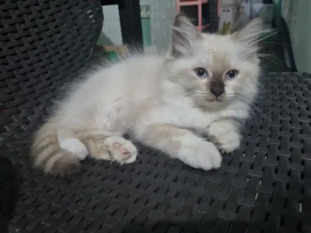 kucing ragdol jantan nonped sealpoint 2 bulan