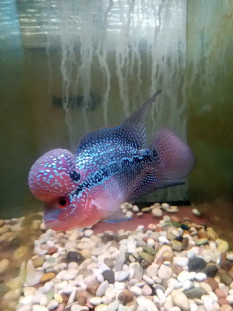 Jual ikan louhan srd size 3 jari. Lokasi slipi