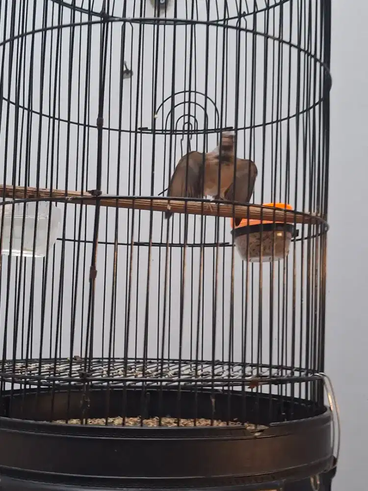 Blacstroot pejantan gacoor