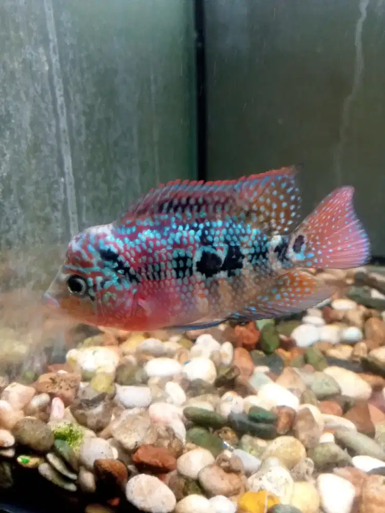 Jual ikan louhan kamfa f2 size 2 jari