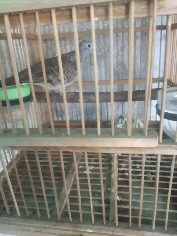 Perkutut lokal oleh mikat