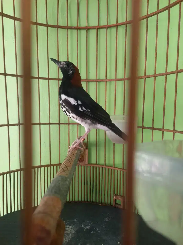 Anis kembang minus mata satu