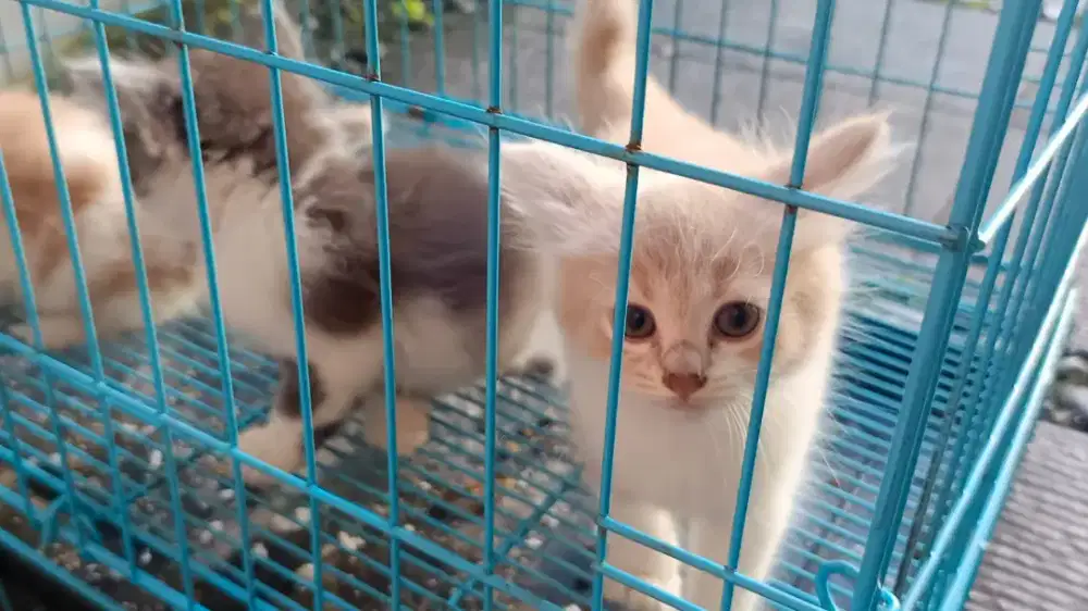 Jual kucing anakan persia