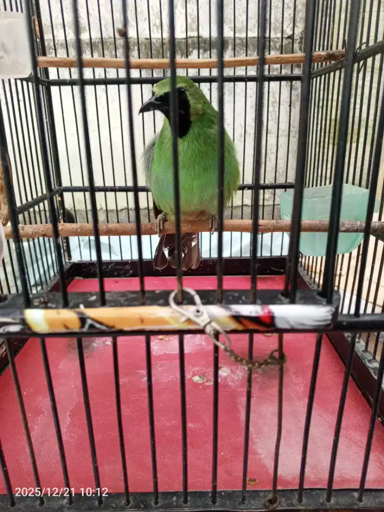 Jual murai daun gacor