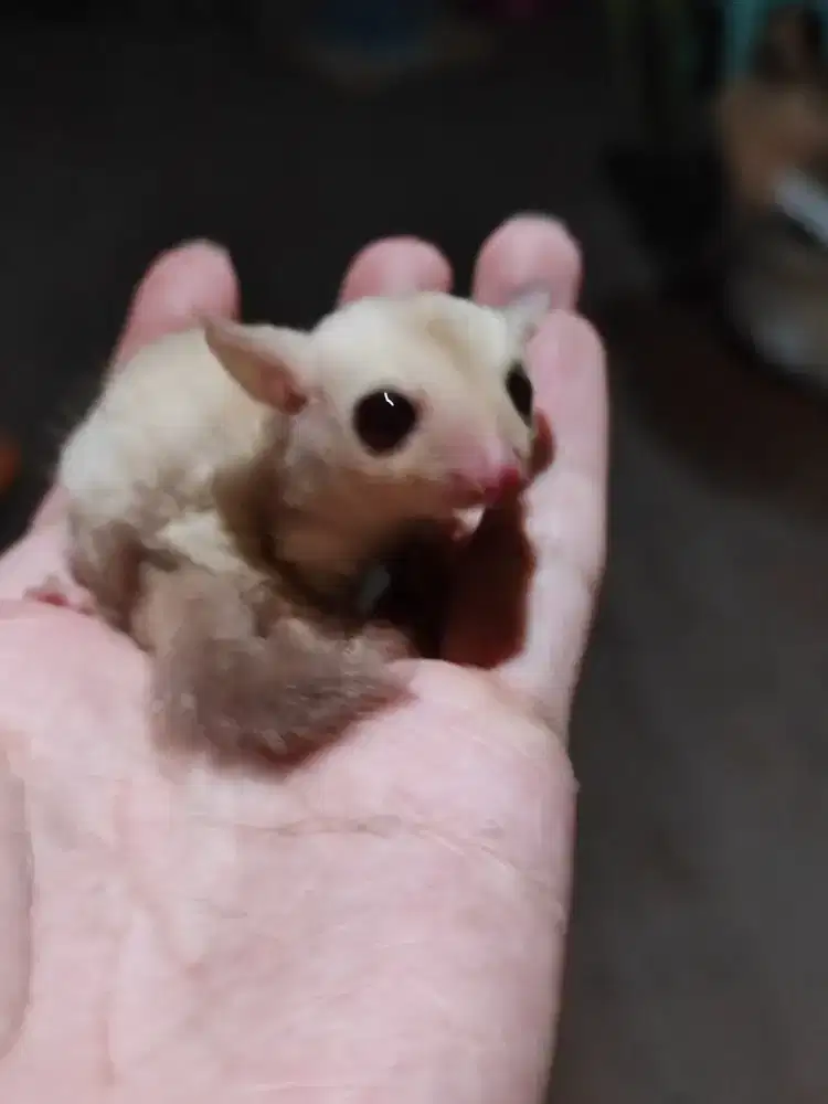 Sugar Glider Creamino Joey Betina