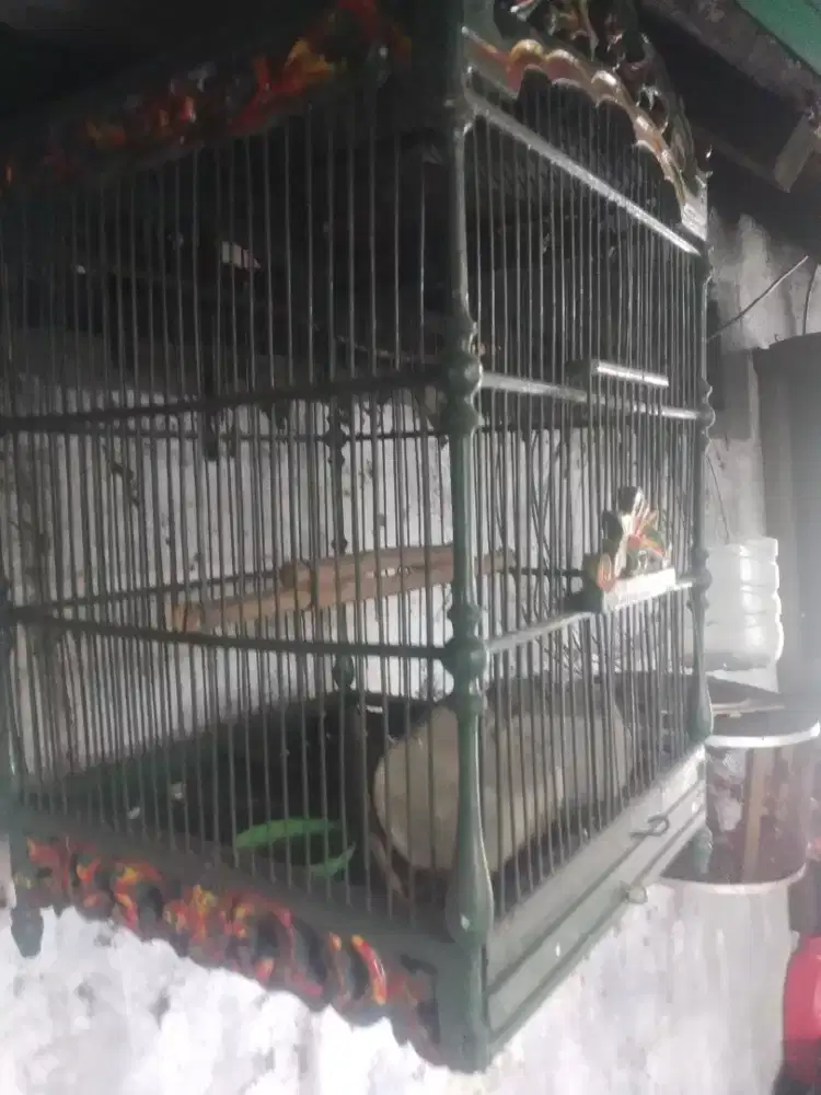 Sangkar burung apa adanya