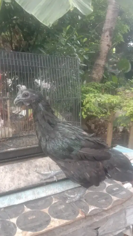 Ayam cemani betina