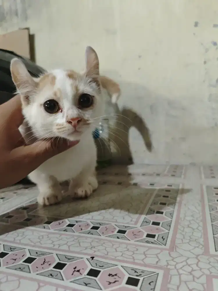 Munchkin kitten Kinkalow