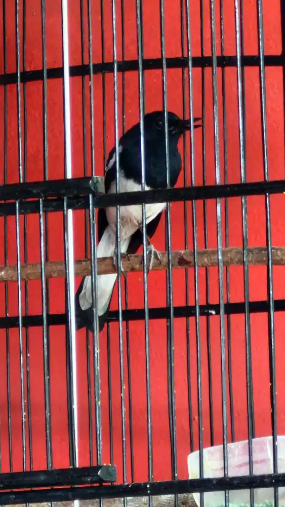 Kacer Daput Body Big