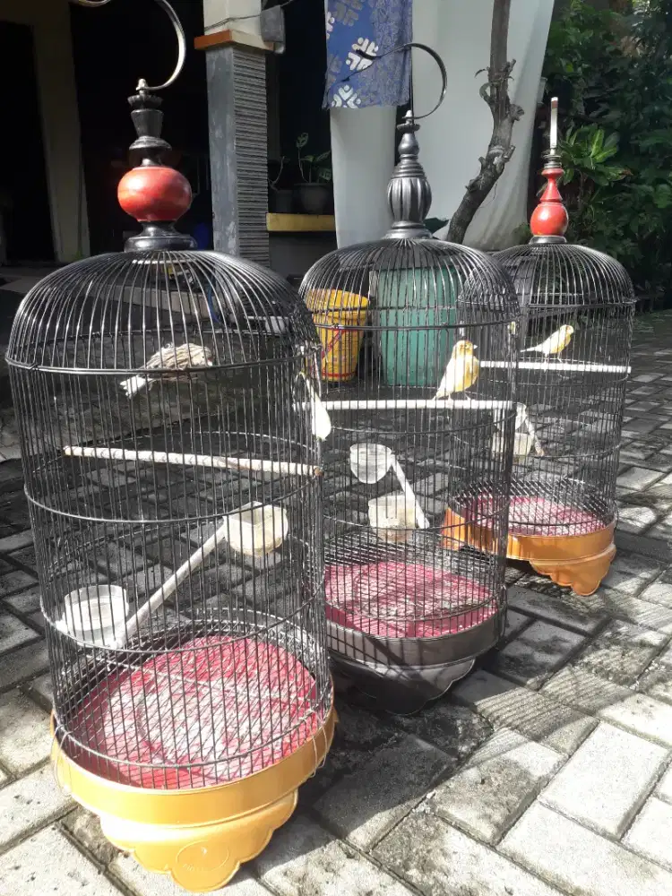 Jual Burung Kenari Paud Riwikan