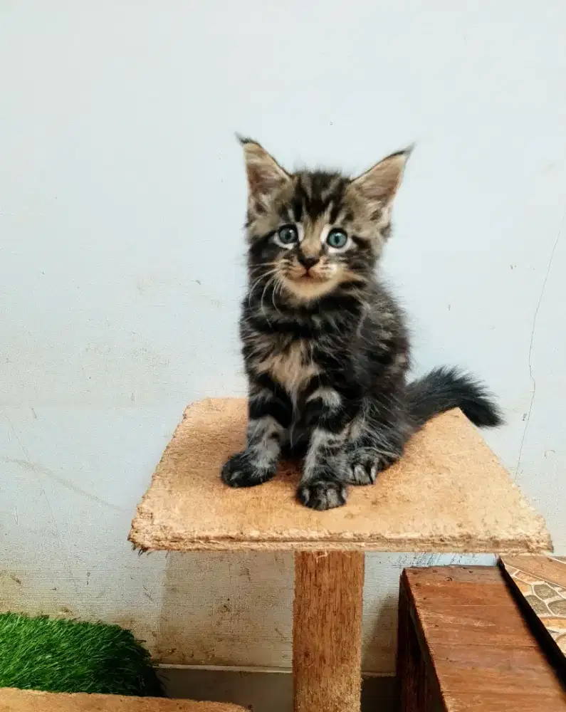 Kitten mainecoon betina pure no mix. Induk ped Cfa Maine Coon