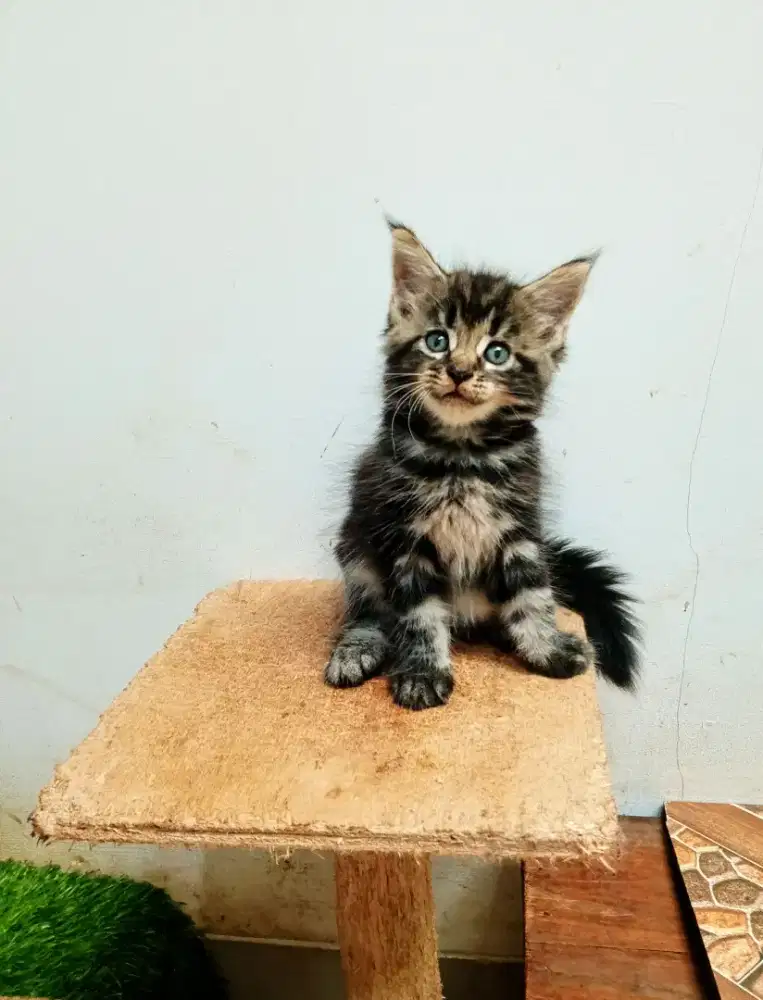 Kitten Mainecoon Betina Pure No mix. Induk ped Cfa Maine Coon