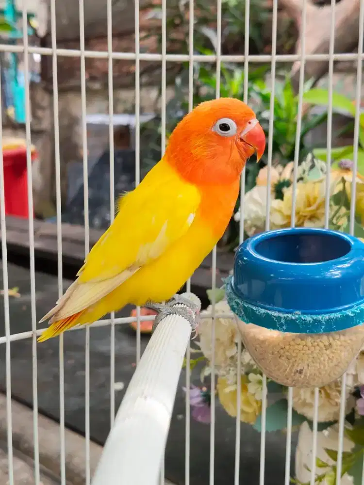 Lovebird Biola lutino mh paud