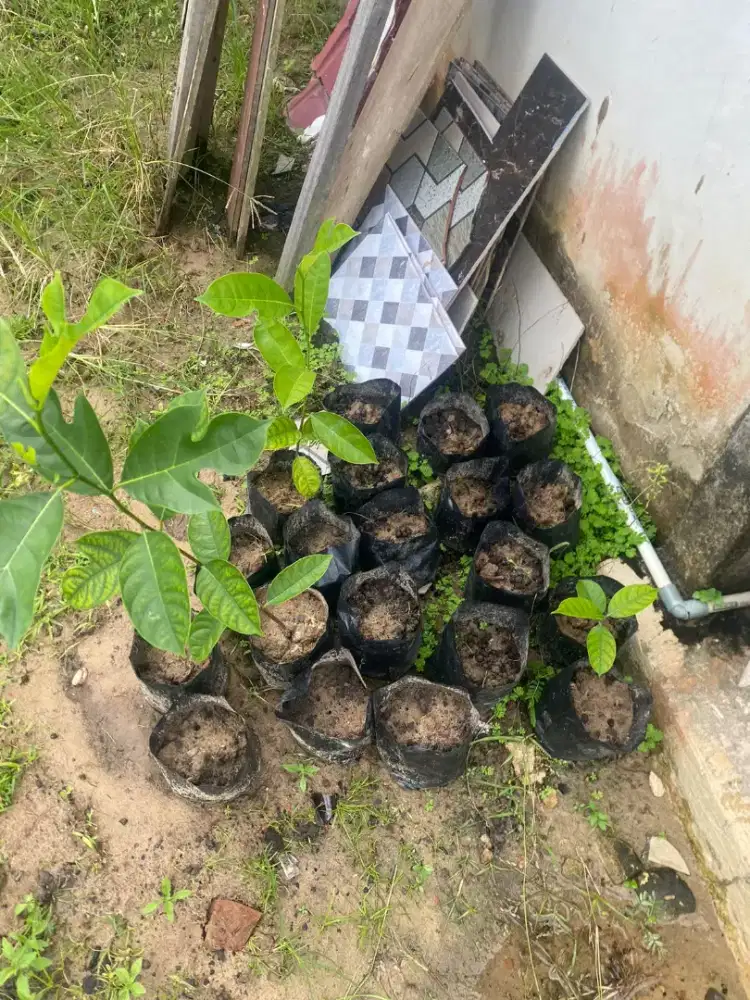 Bibit Nangka Balikpapan