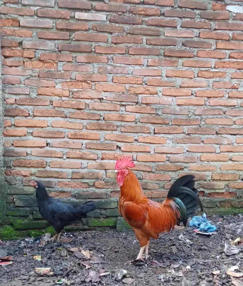 Indukan ayam kampung Elba x AKA