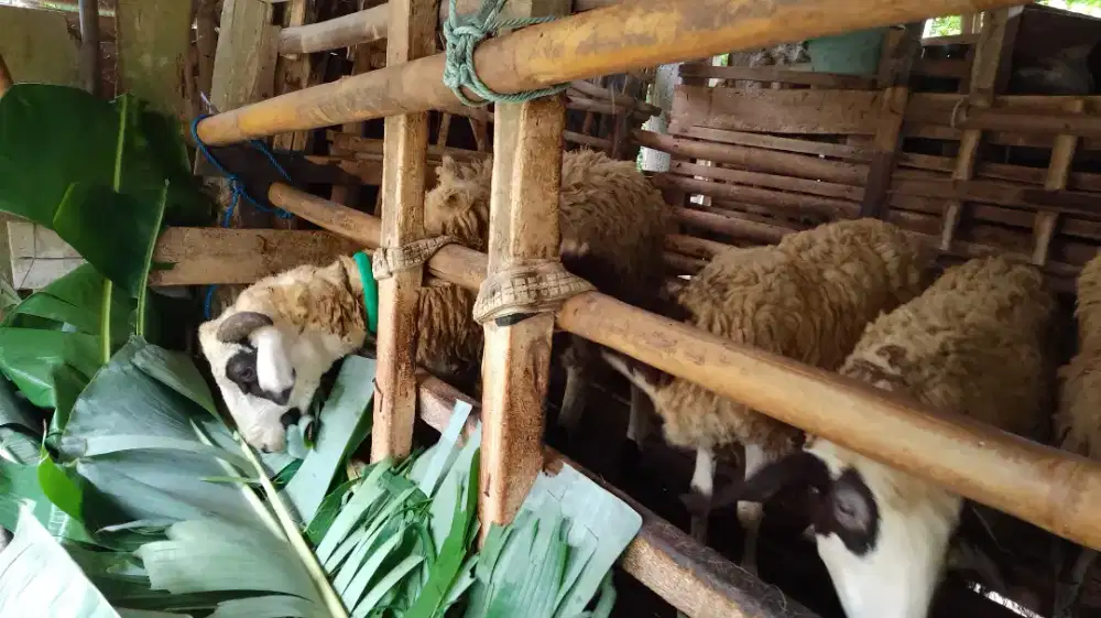 Kambing 3ekor sehat