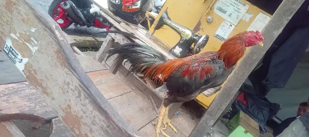 Ayam bangkok bk mangon