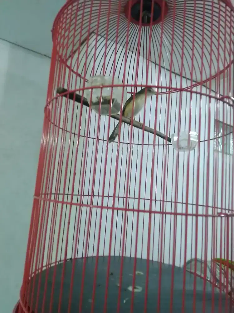 Ciblek sawah rajin mulus bt/tt