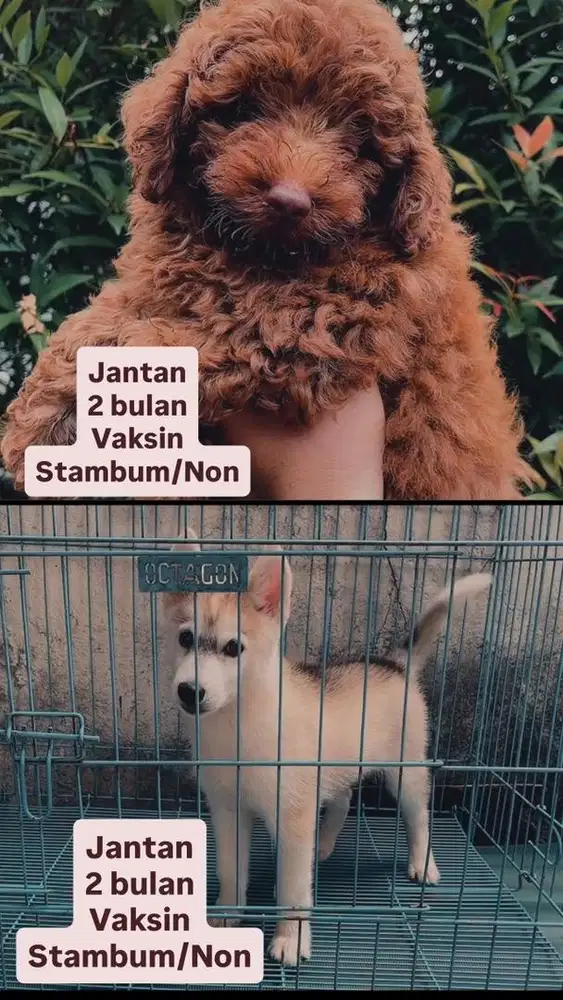 Anjing Poodle Puppy & Husky Puppy