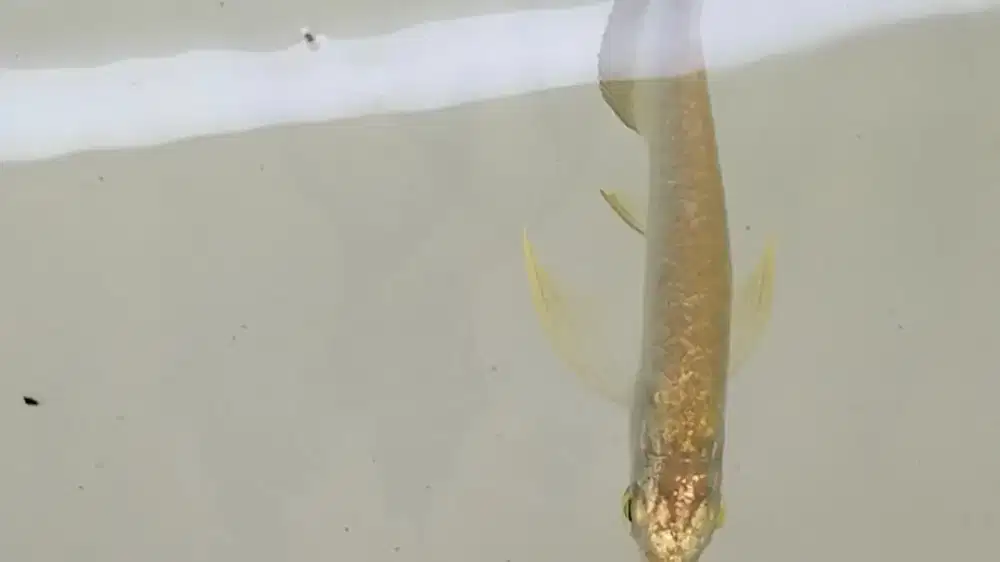 Arwana Crossback golden 24k malaysia