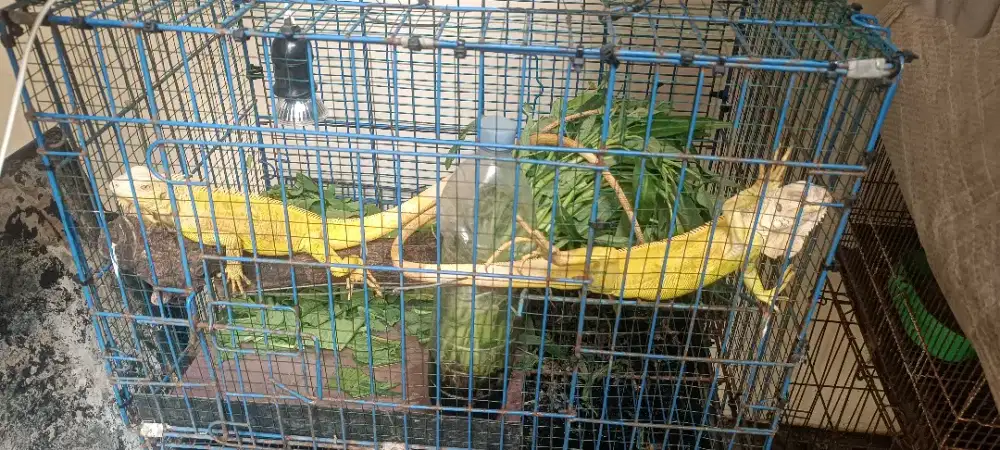 Jual Iguana Albino sehat no minus