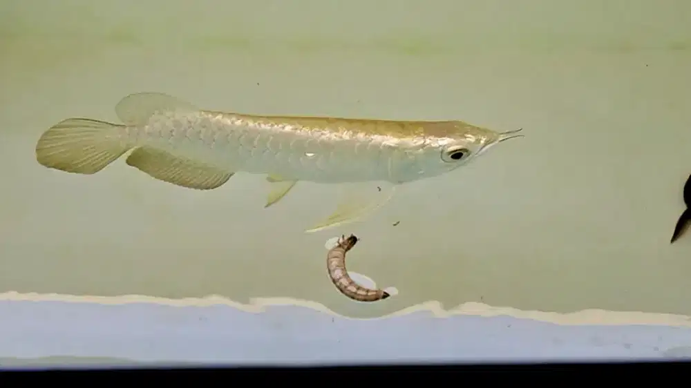 Golden crossback 24k Malaysia crossback 24k