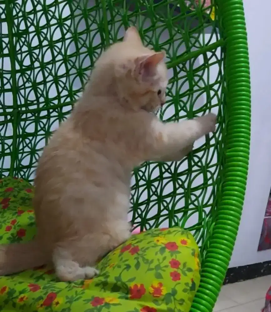 British Short Hair ( BSH ) Red Male Line Ped