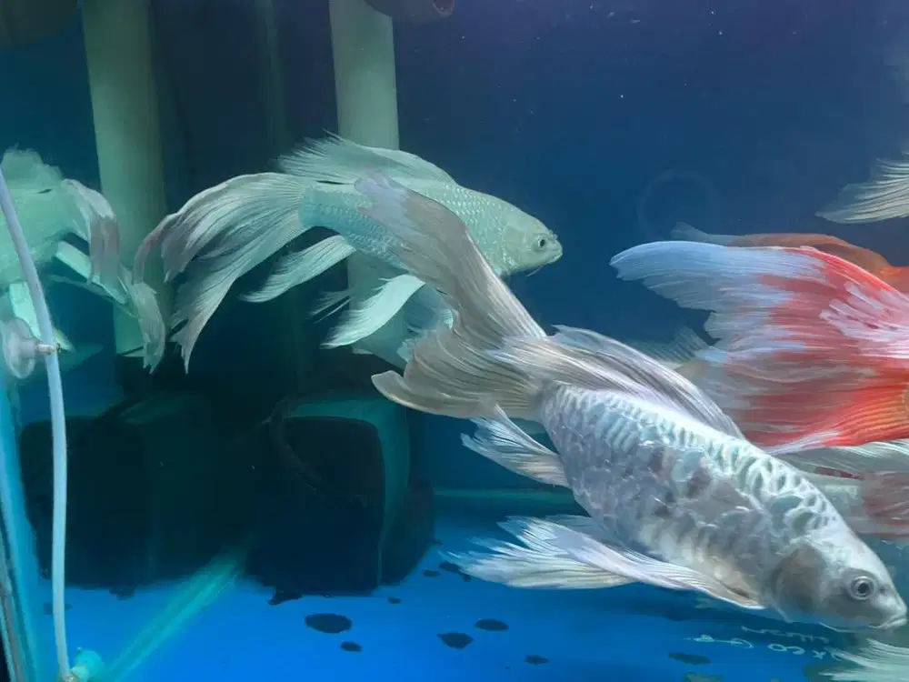 Jual ikan koi slayer 43cm