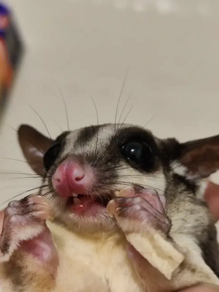 Jual sugar glider indukan 3 ekor