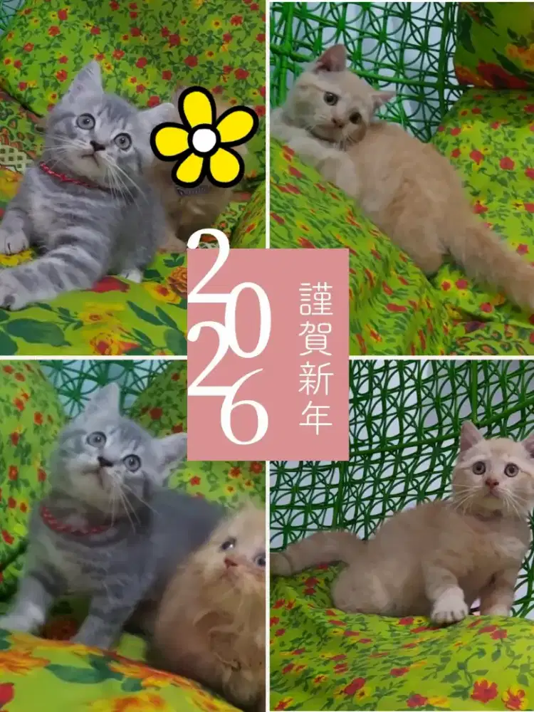 Sepasang BSH NS Line Ped Wcf