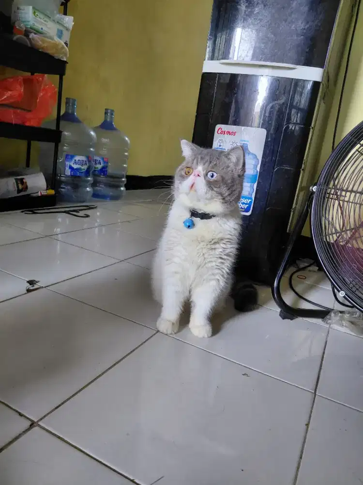 Kucing BSH Pesek, Odd Eye