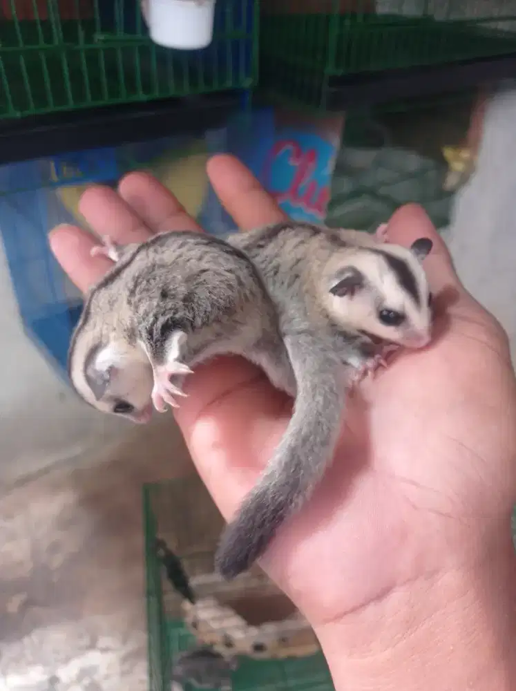 Sugar glider white face