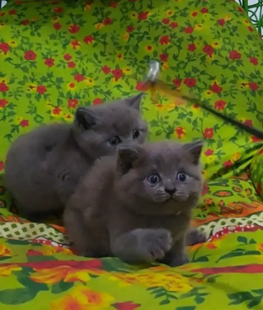 BSH Blue Solid Line Ped WCF British Short Hair Blue