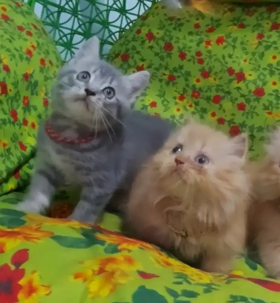 Munchkin Minuete Super Cebol dan BSH NS Blue tabby