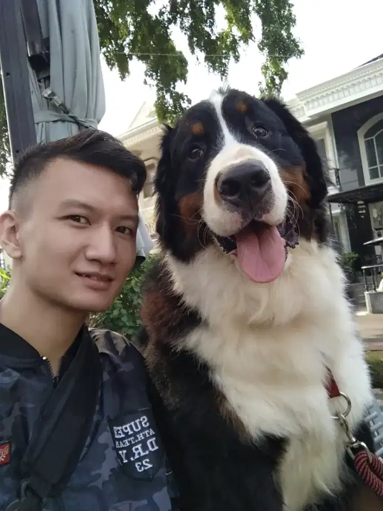 cari lowongan penggurus anjing