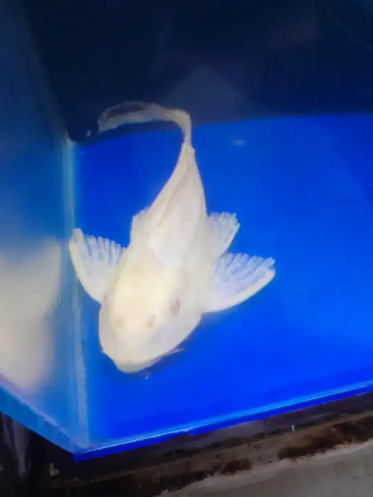 Ikan gibicep pleco ikan sapu sapu