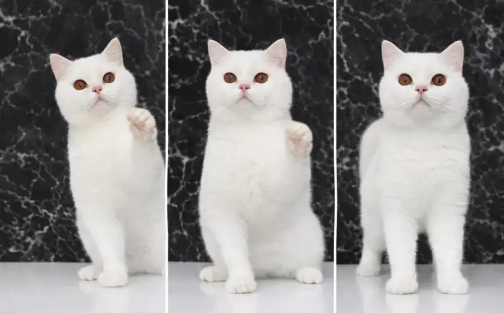 British shorthair non pedigree