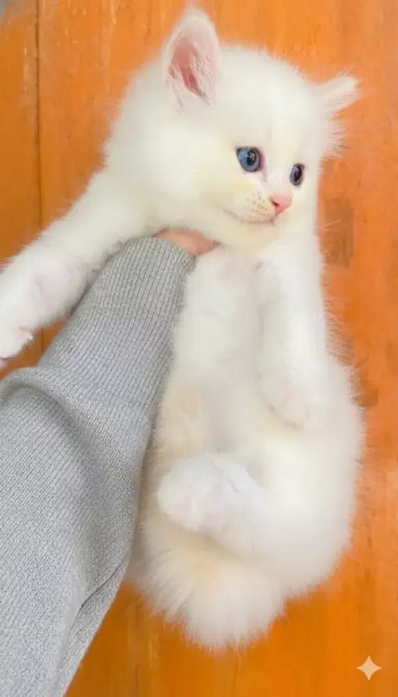 Kucing Himalayan mix Persian