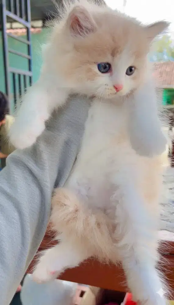 Kucing Persia mix Himalaya