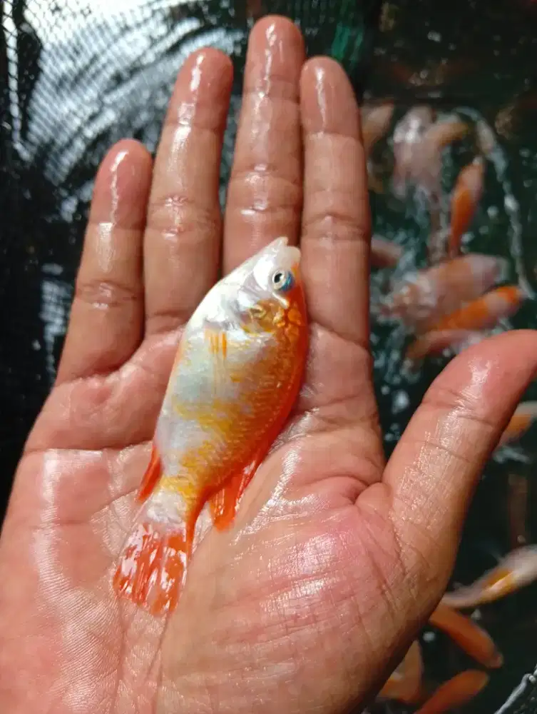 BIBIT NILA MERAH UKURAN DUA JARI