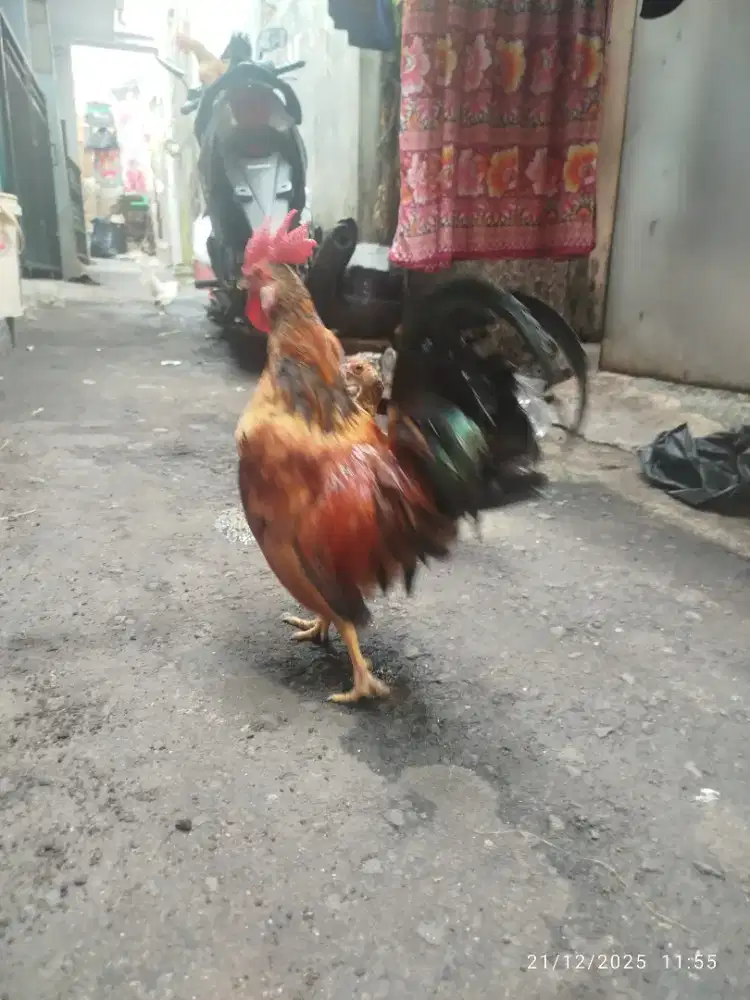 Dijual ayam Kate serba 20k