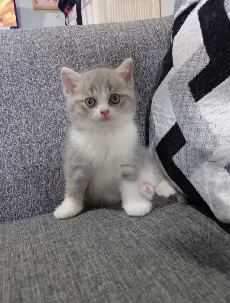 BRITISH SHORTHAIR/BSH BICOLOUR