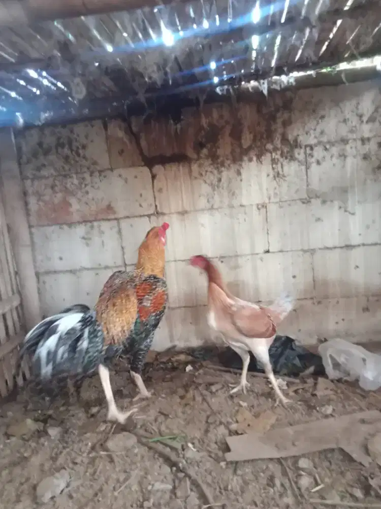 Dijual Ayam Pelung Silangan Bangkok