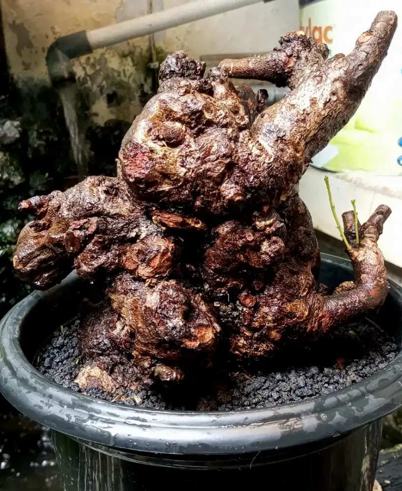 Bonsai Bidara fosilan